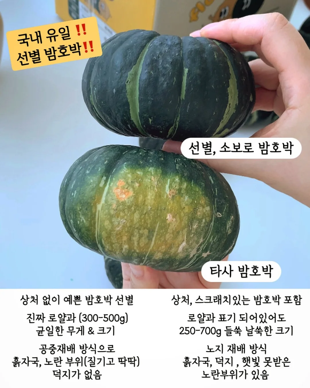 양념 5