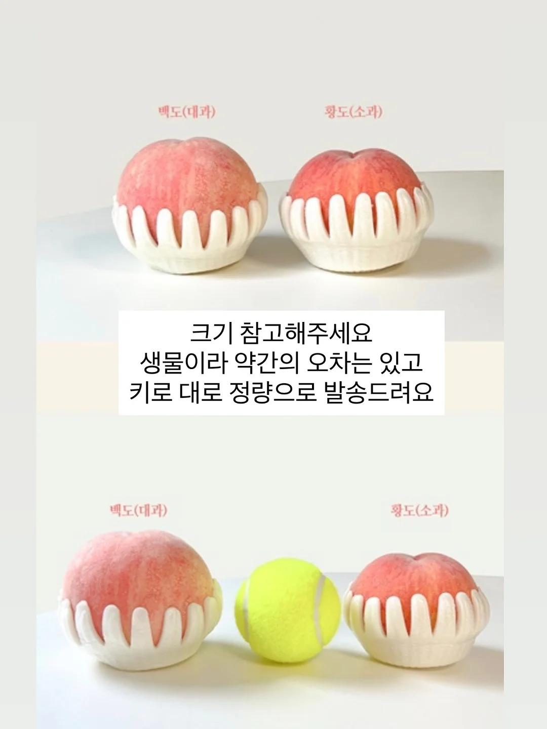 유기농 햇녹차 12