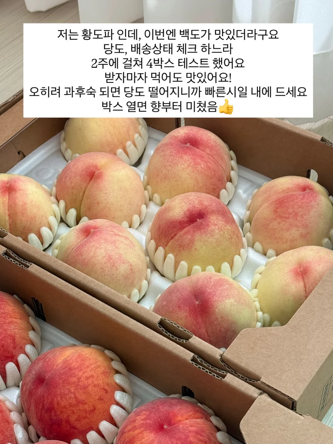 유기농 햇녹차 9