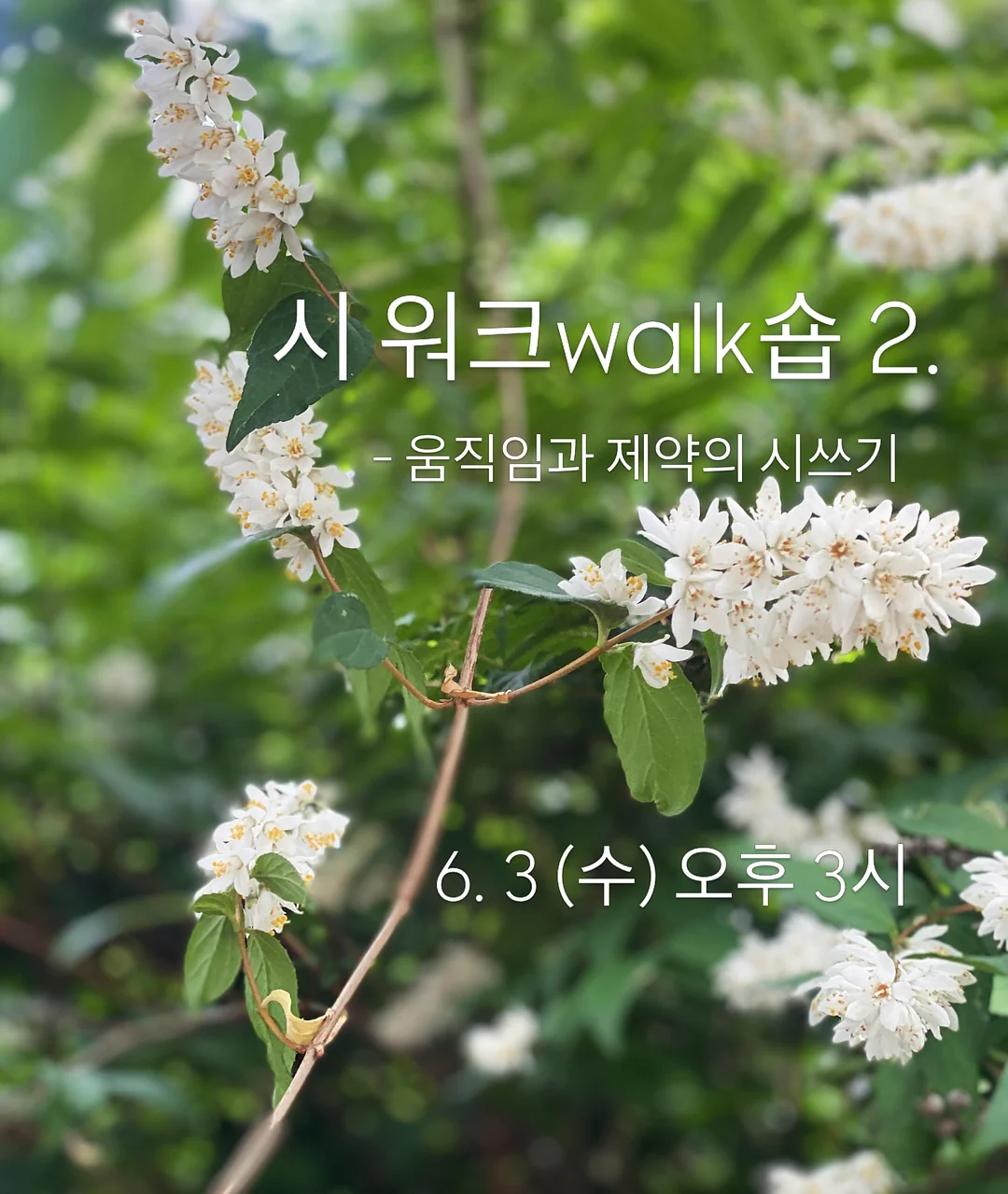 보니비 글리터 2