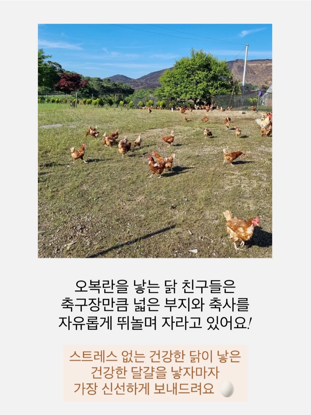 구움과자케이크 6