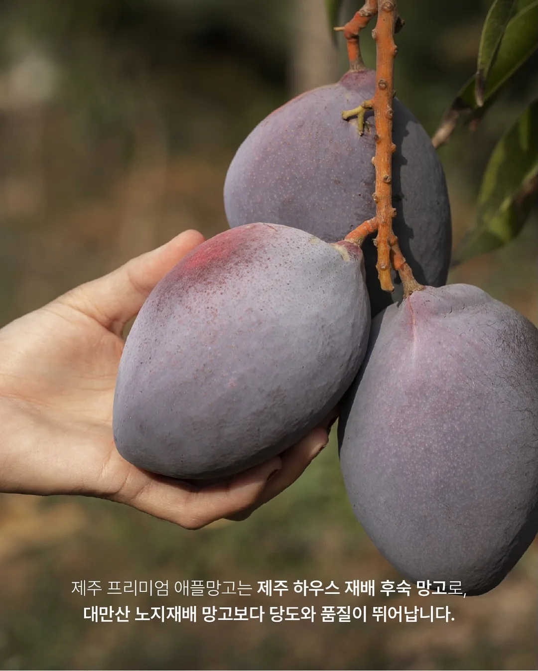 감성 유리 보관 용기 7