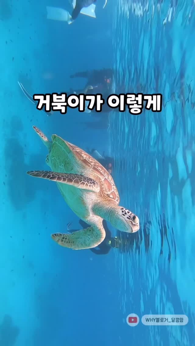 로미엘 오프숄더 도트 블라우스