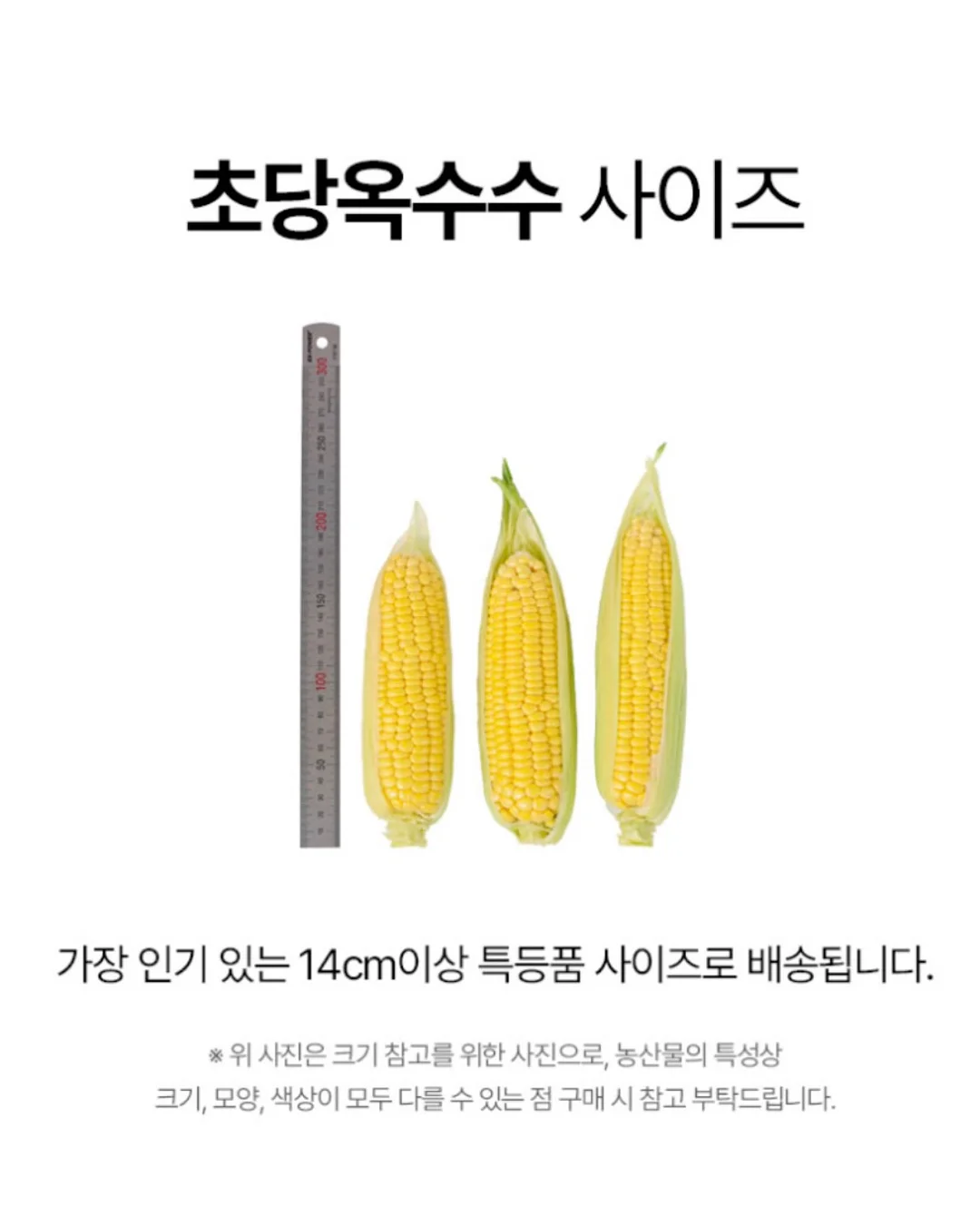 밸리 핸드백 라지 14