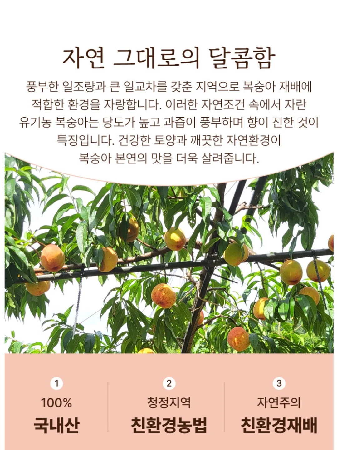 붙박이장 침대 11