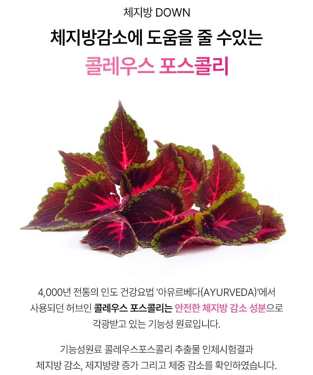 도시락 10