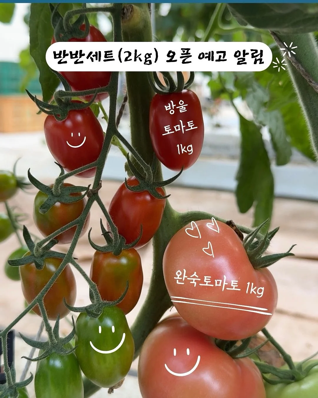 미디스커트, 홀터 나시 가디건 세트 1