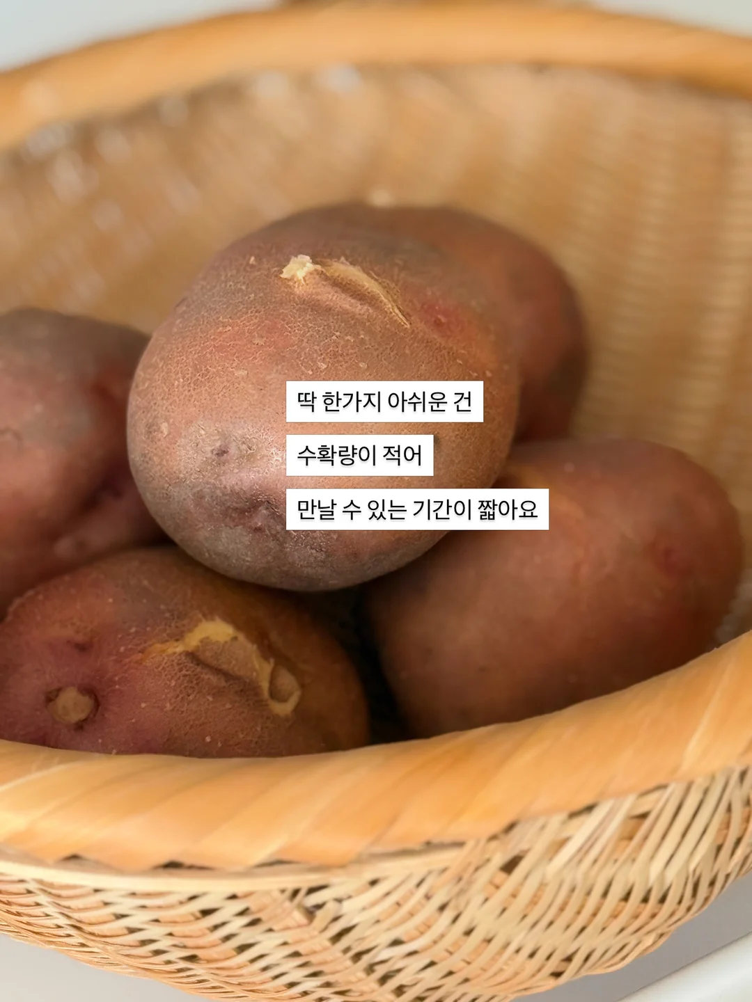 썸머 스카프 9