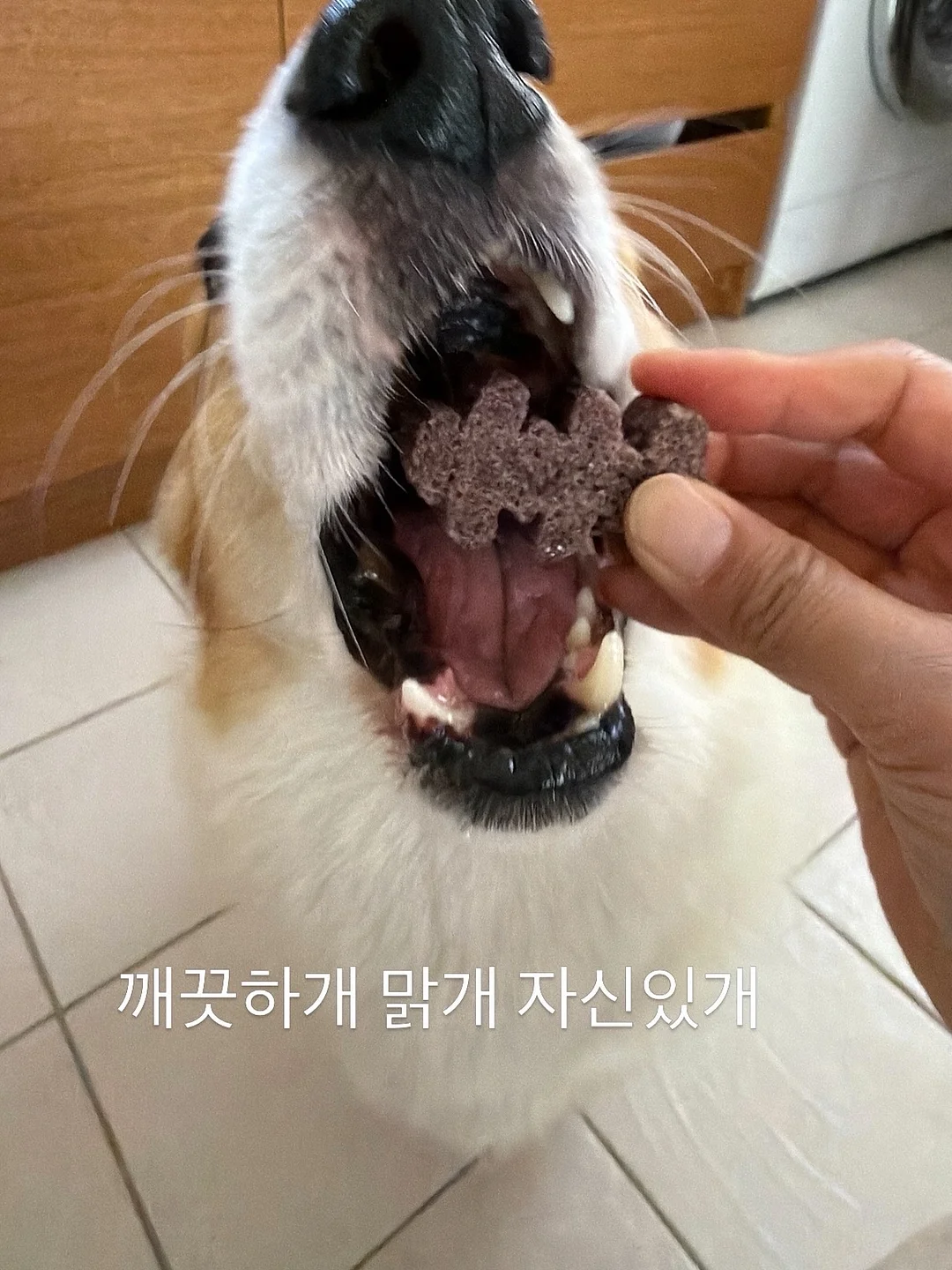 돌리 드레스 8