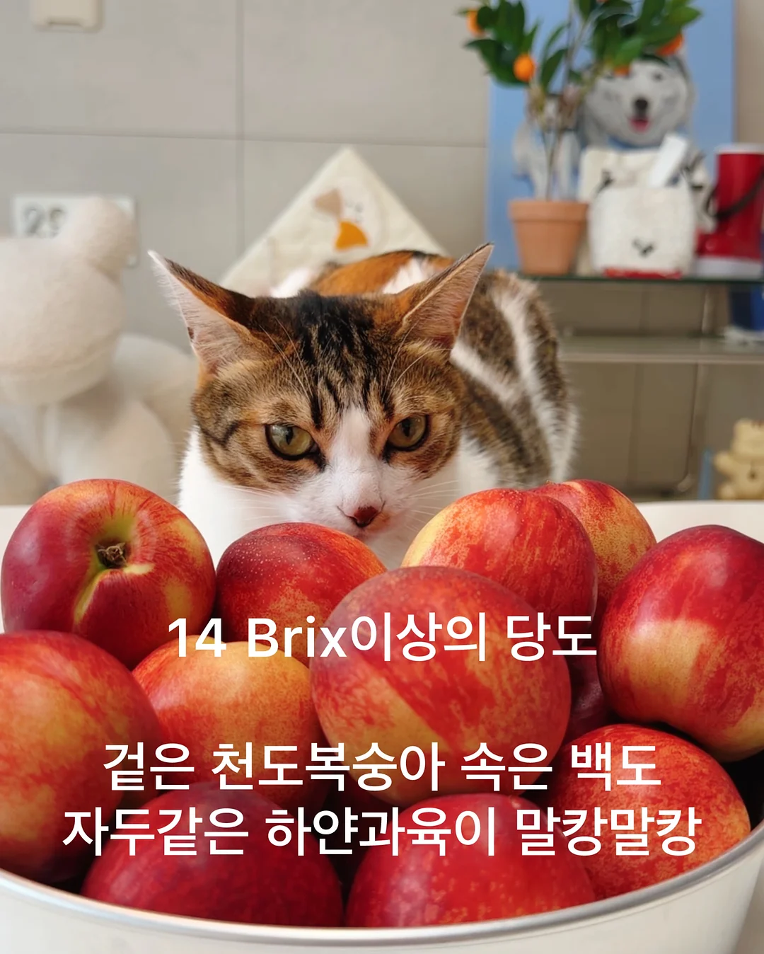 펀칭 레이스 세트 3