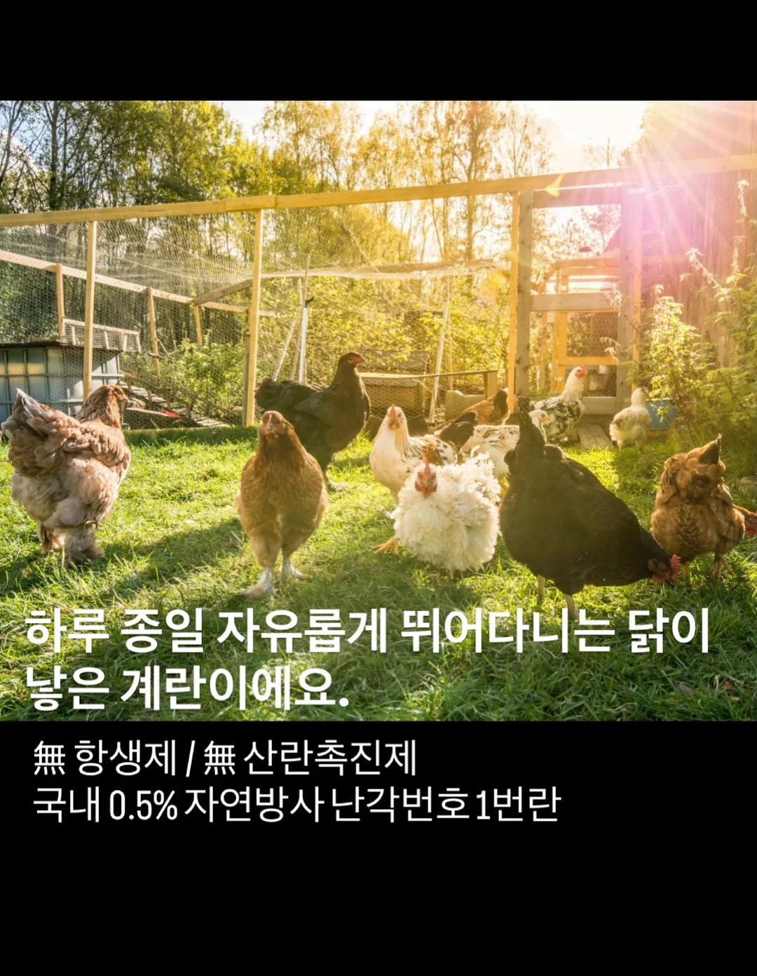 코코넛 롤 11