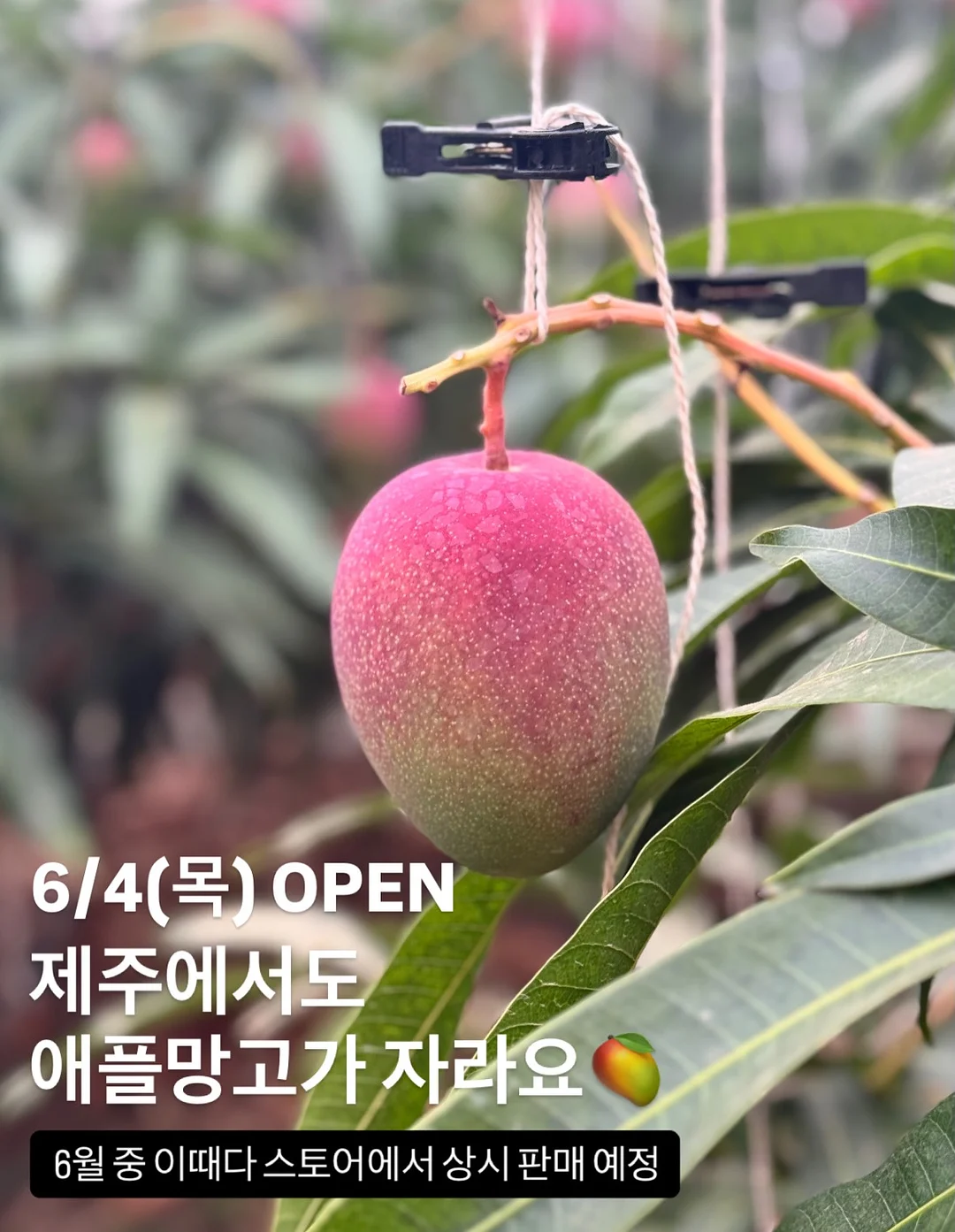코코넛 롤 6