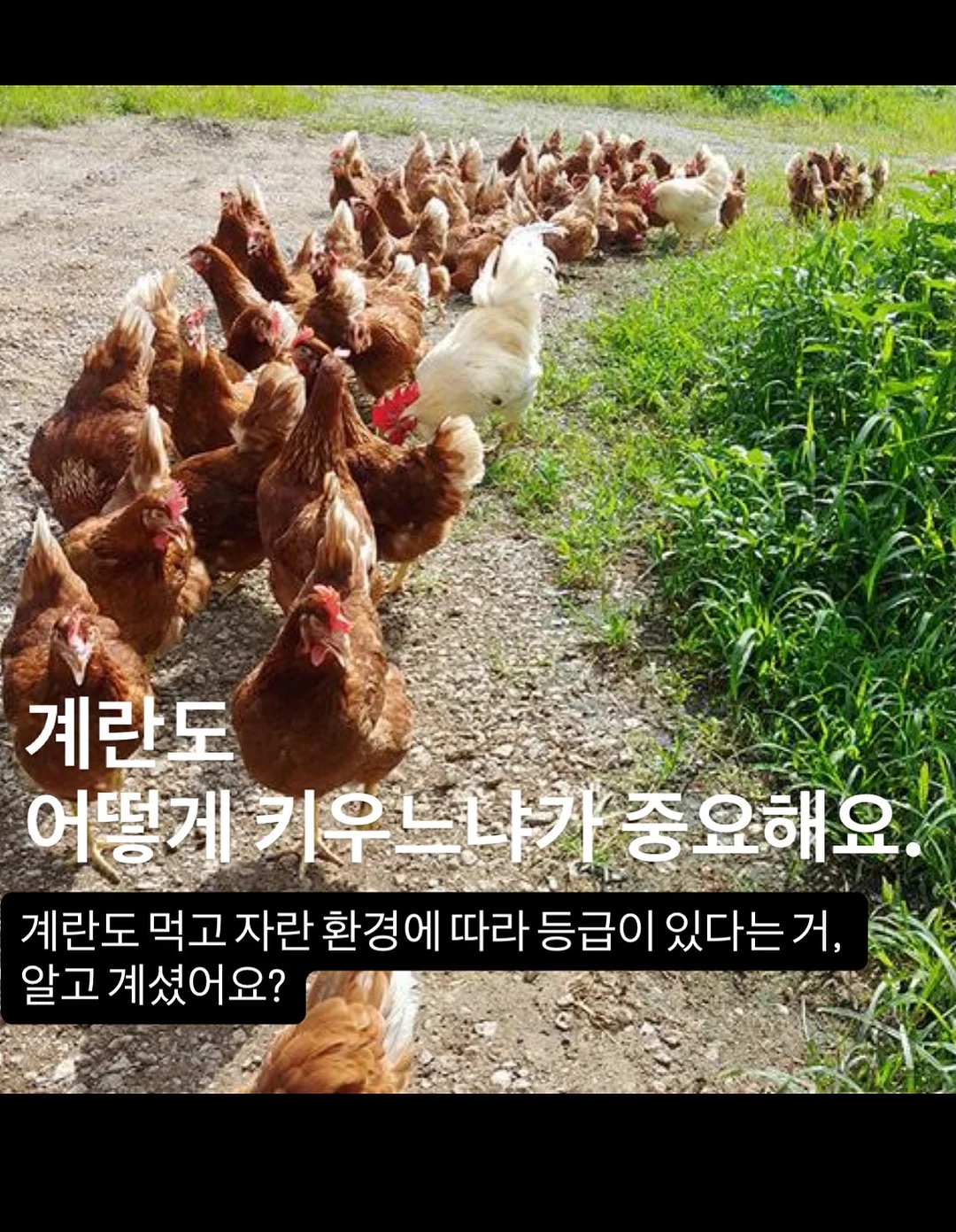 코코넛 롤 10
