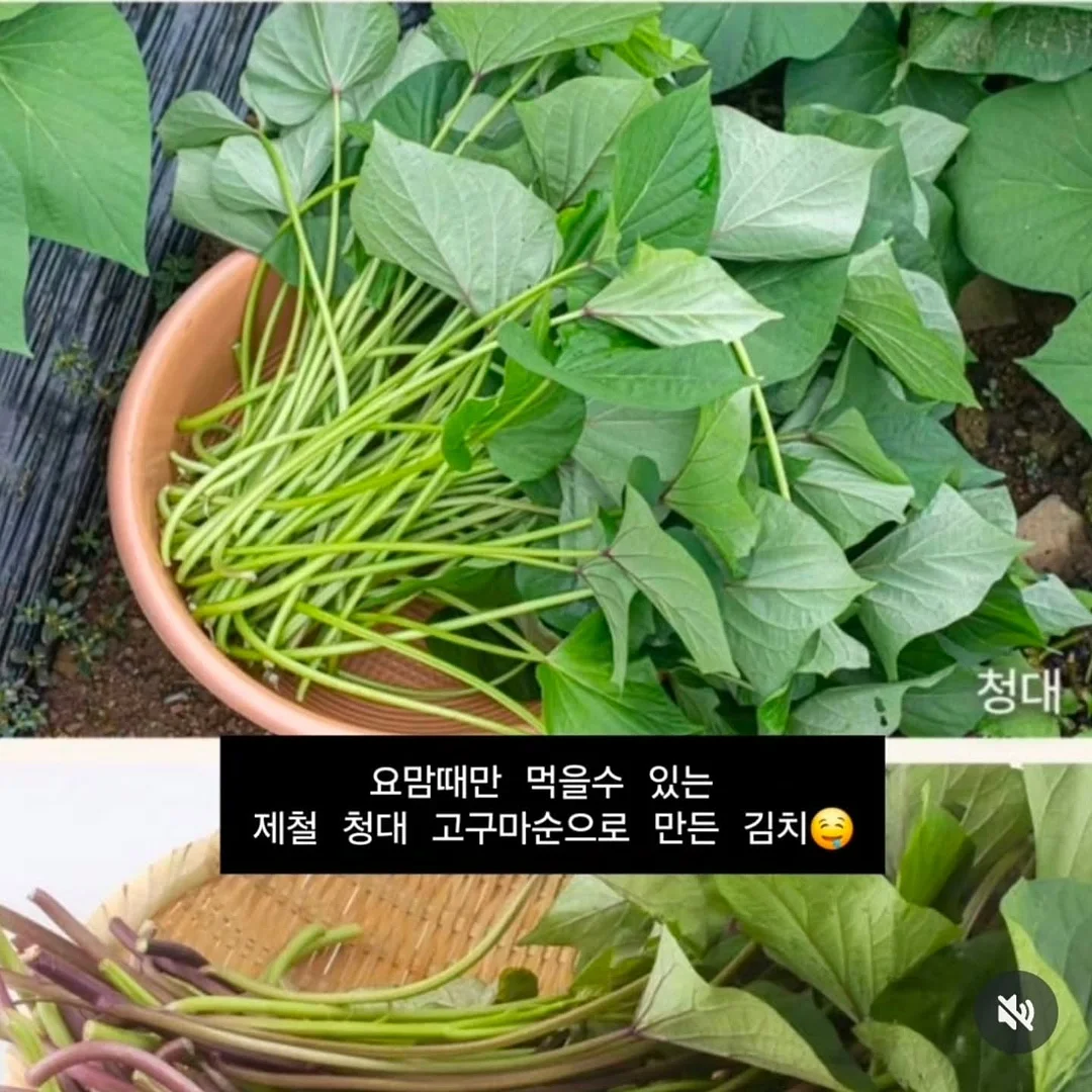 백슬릿 블라우스와 핀턱 벌룬 팬츠 세트 10