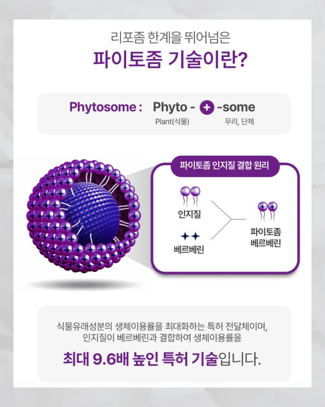 치즈랩 샌드위치 5