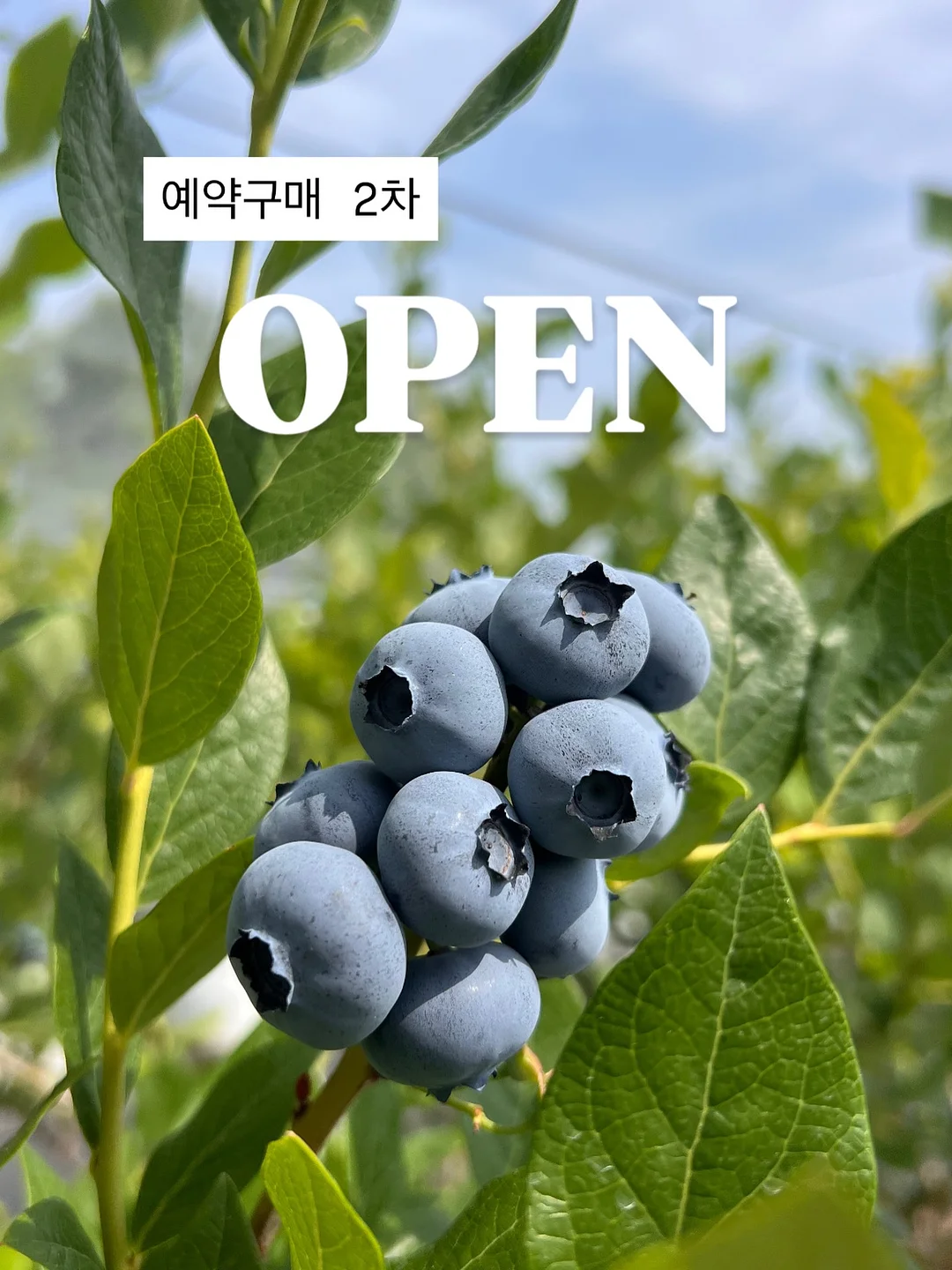 단가라 가디건, 주름 반바지, 끈조절 가방, 블랙 뒷끈 원피스
