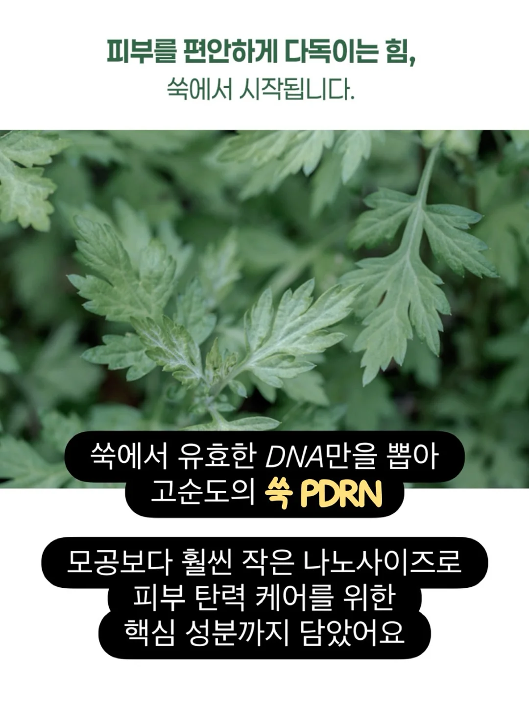 파김치 5