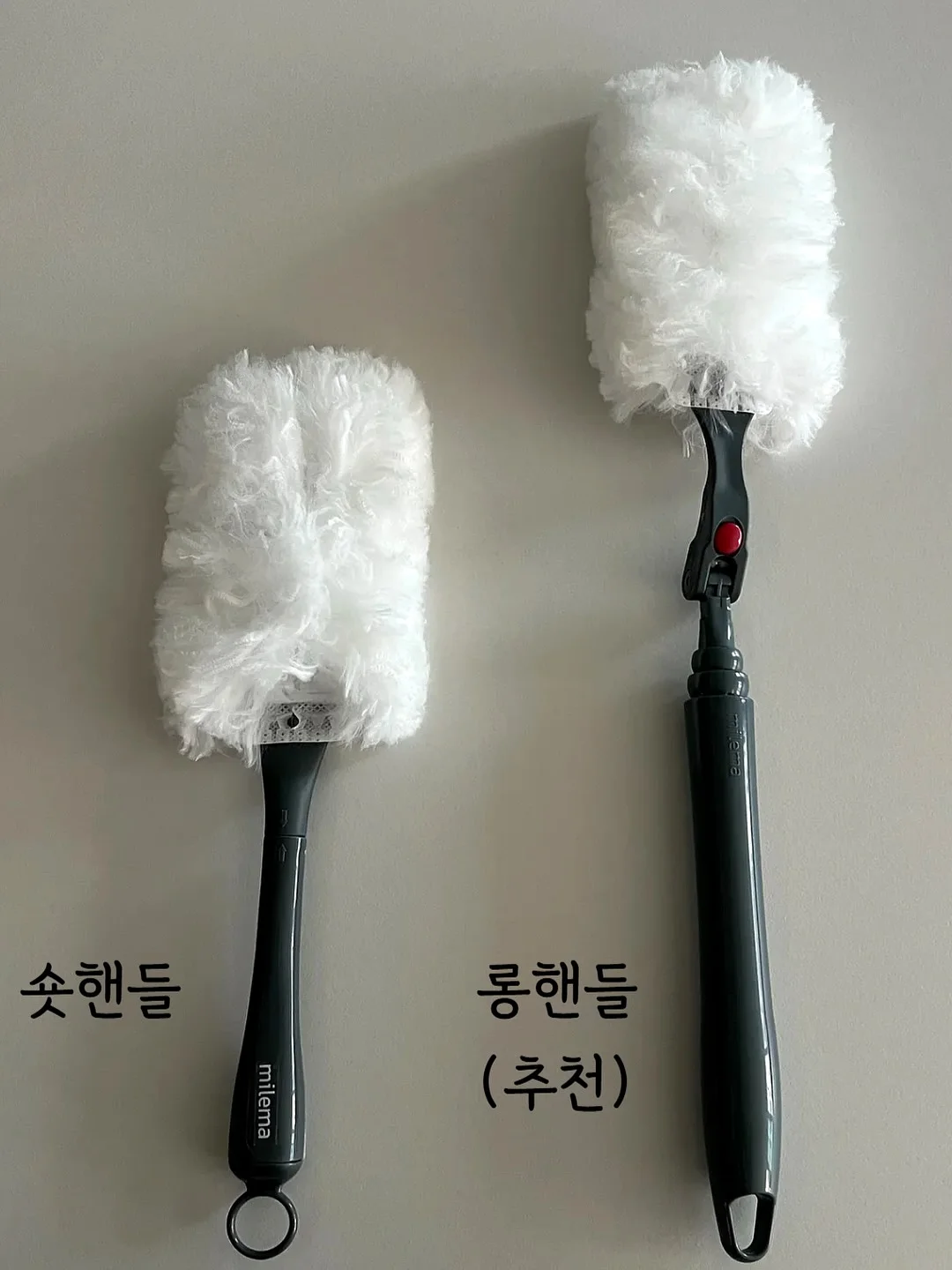 올리브나무 6