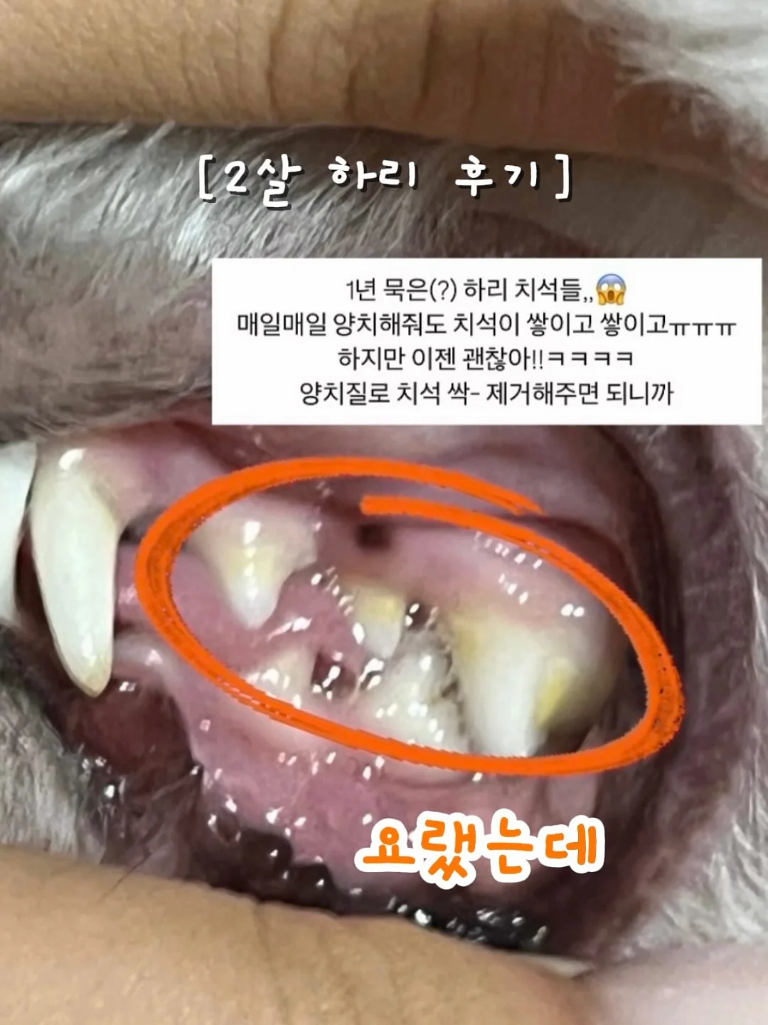 로이첸 롤팬 3