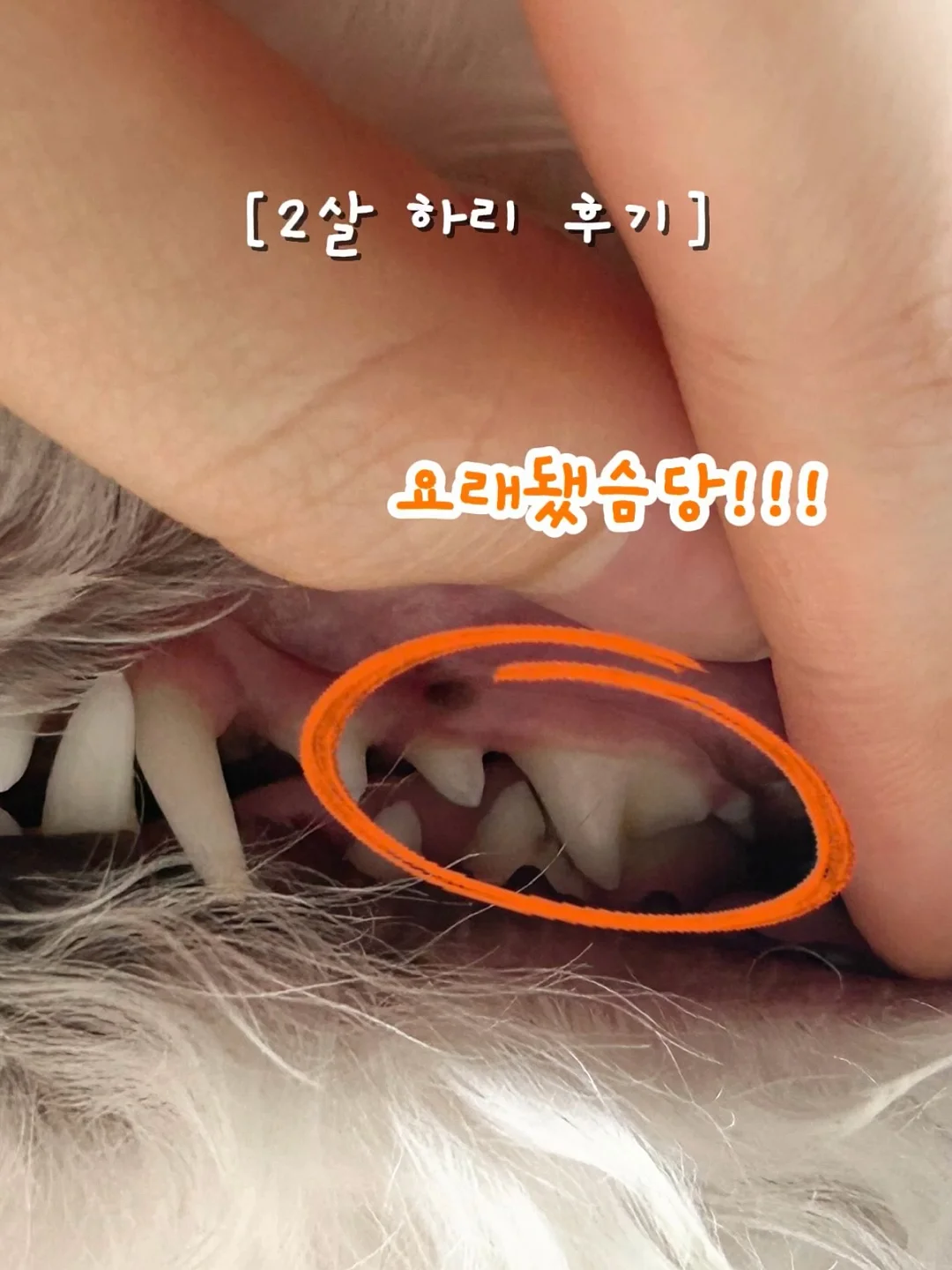 로이첸 롤팬 4