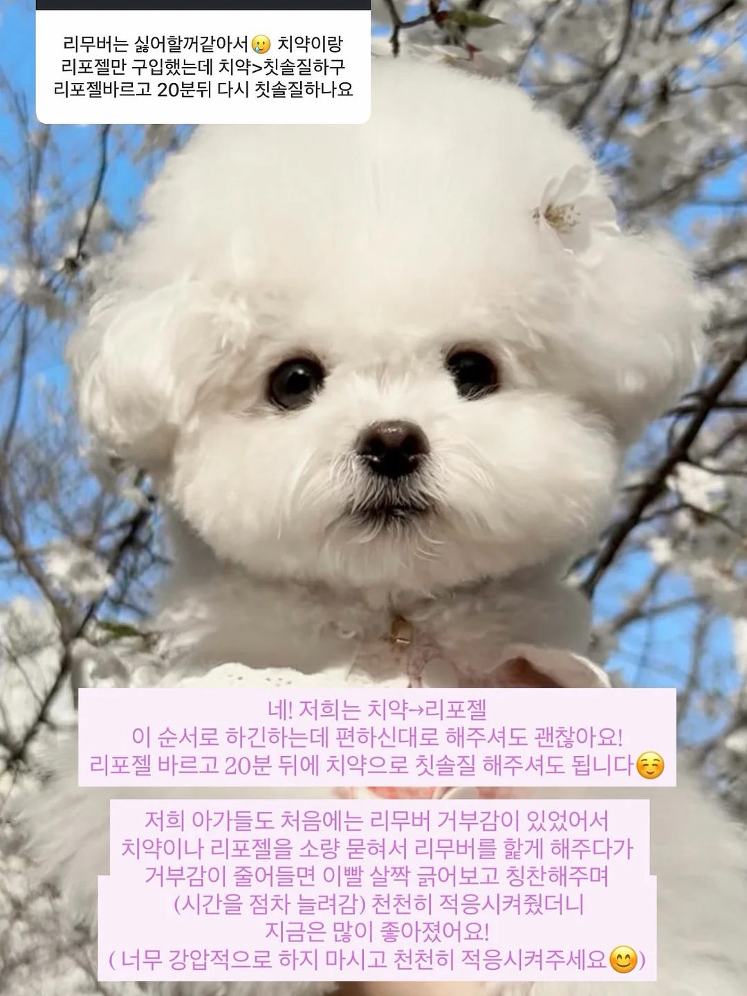 로이첸 롤팬 8