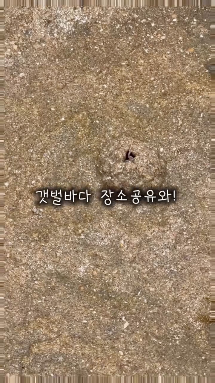 바디필로우