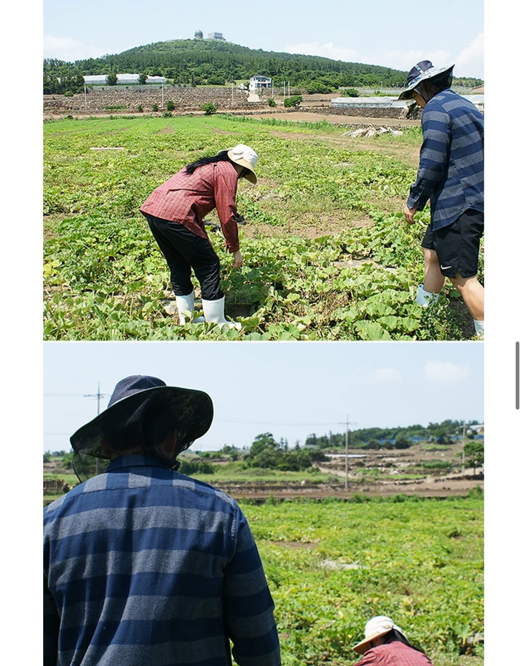 붉은말띠 백일답례떡 3