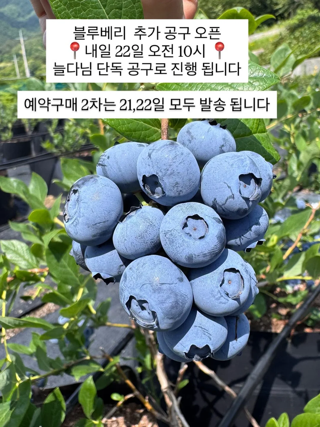 벚꽃 커플룩