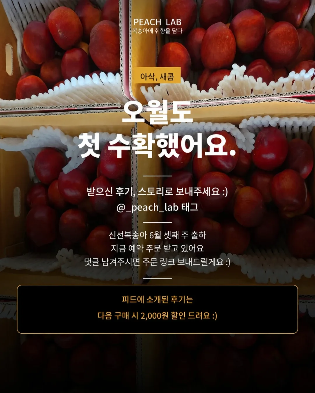 딘엔 델루카 메쉬백 17