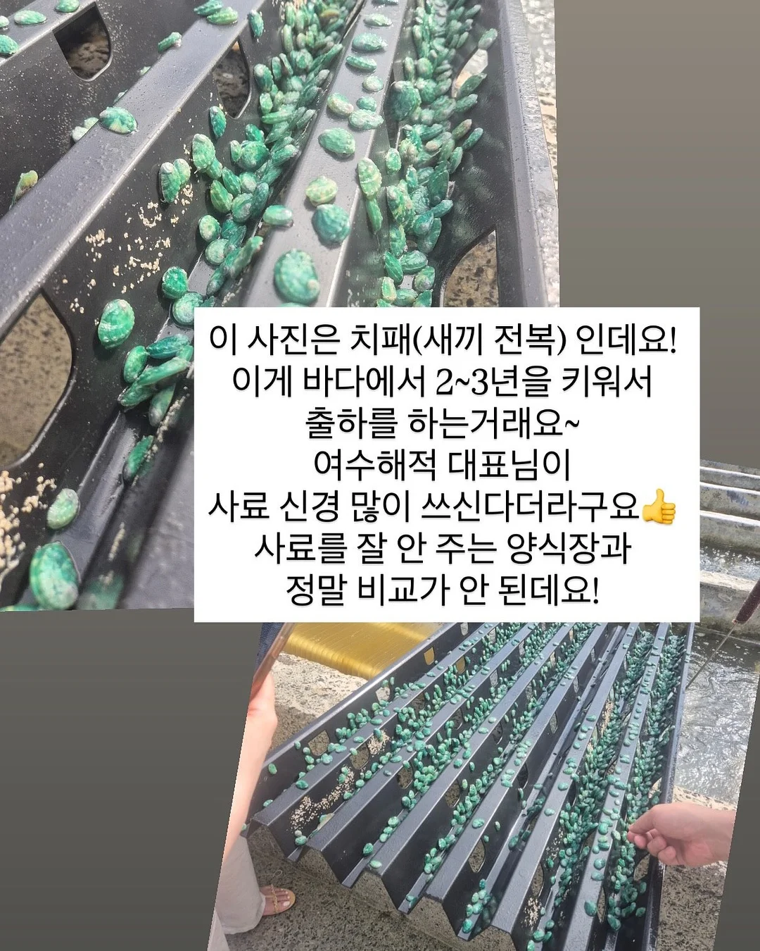 마스 지혈 조혈제 진통제 항생제 항구토제 8