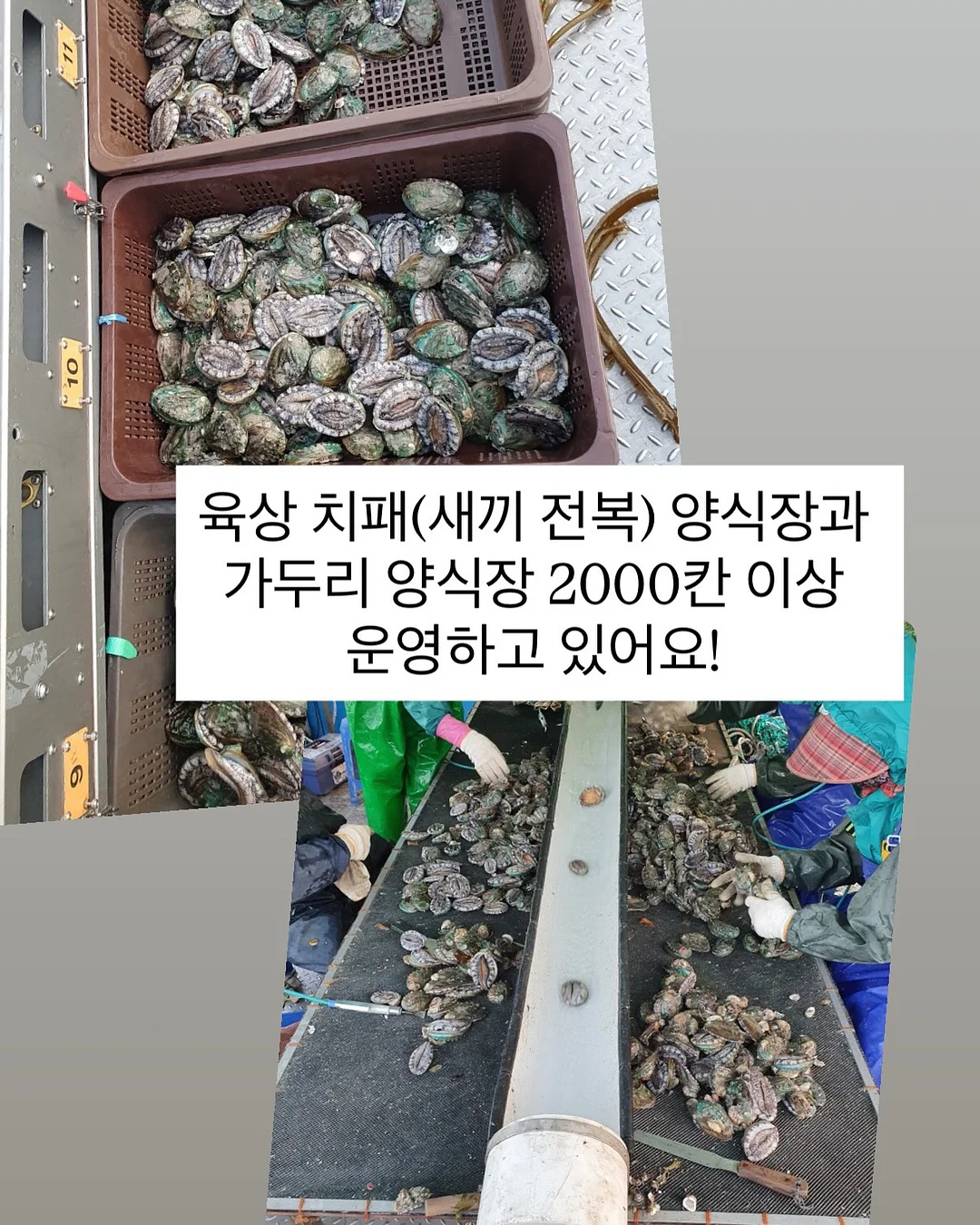 마스 지혈 조혈제 진통제 항생제 항구토제 9