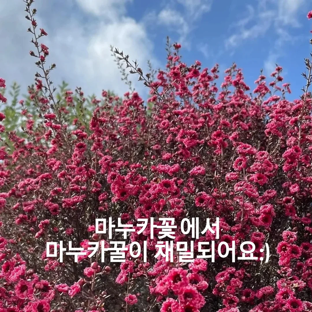 토마토 디톡스 주스 2