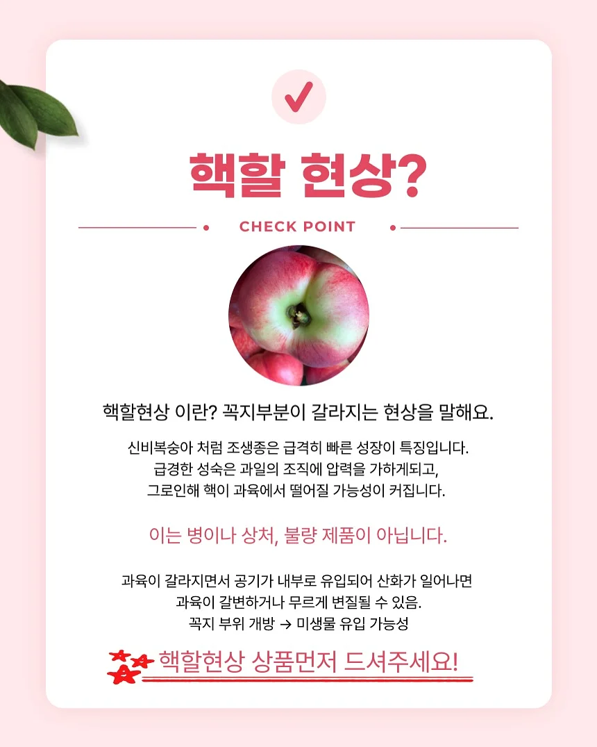 레몬청 3
