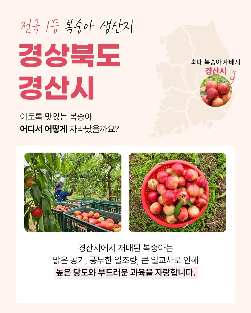 레몬청 5