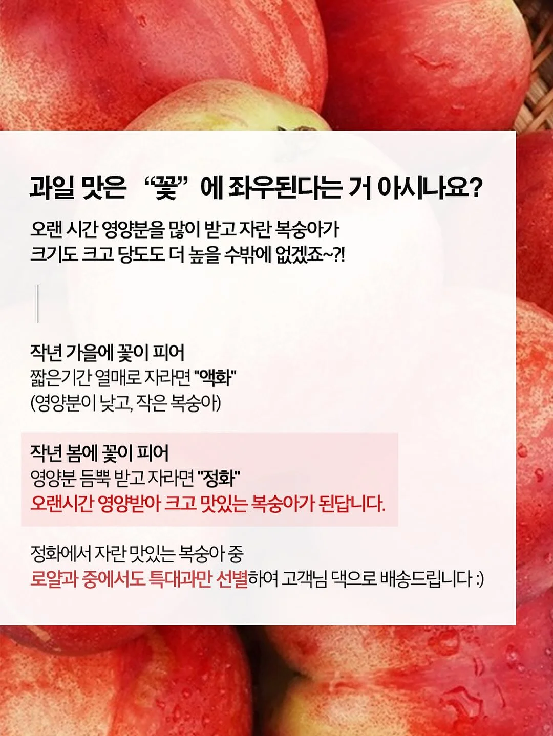 매실청 5