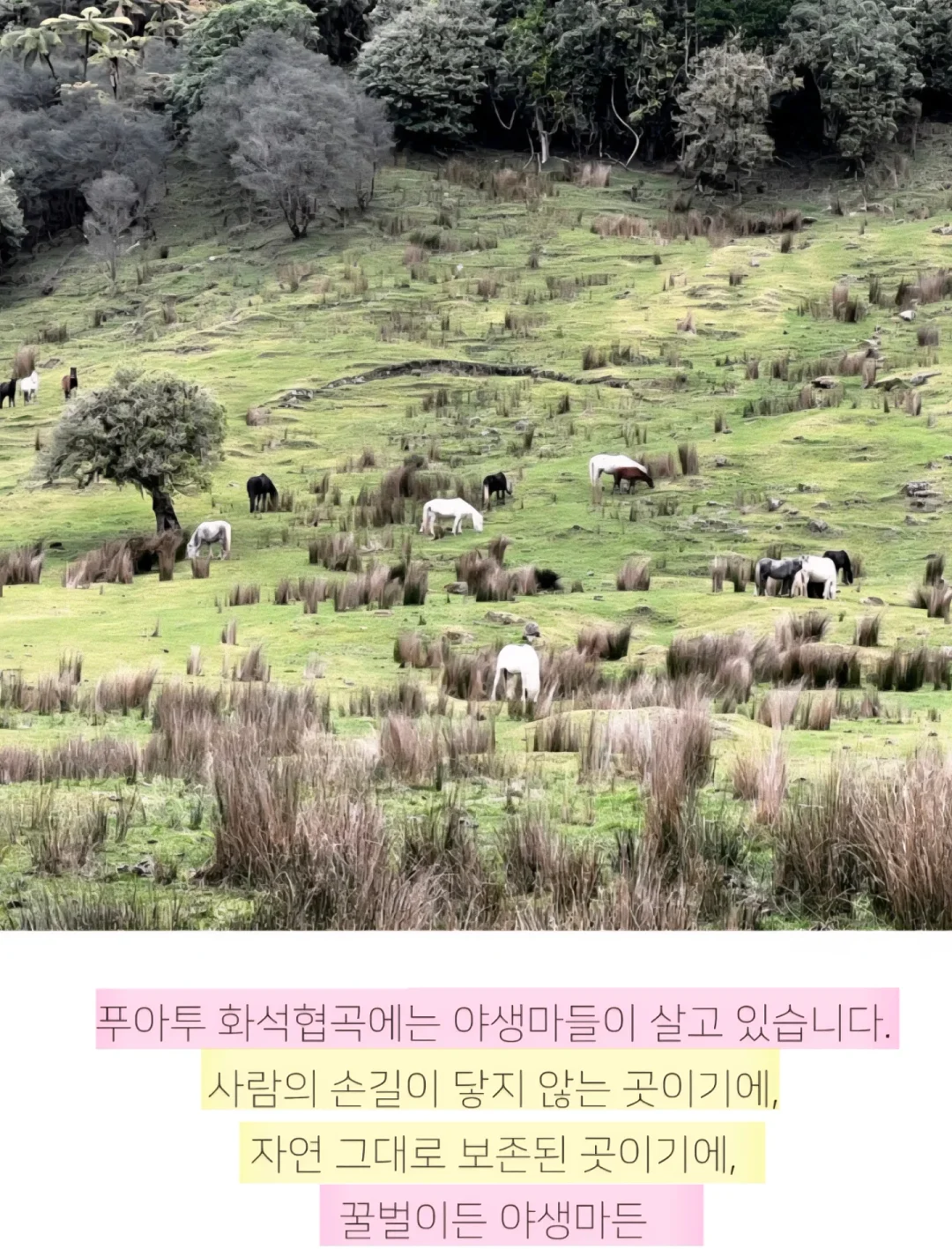 쫀쿠 10