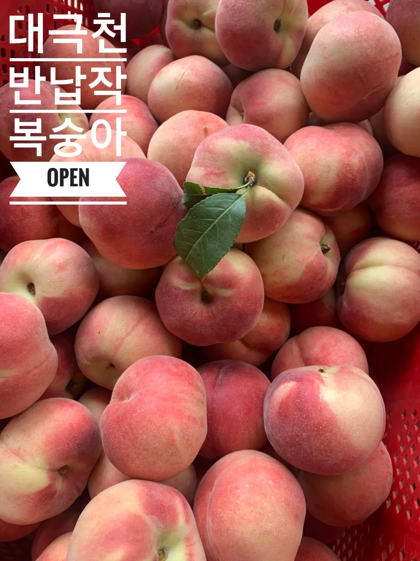 오이 두부 김밥 1