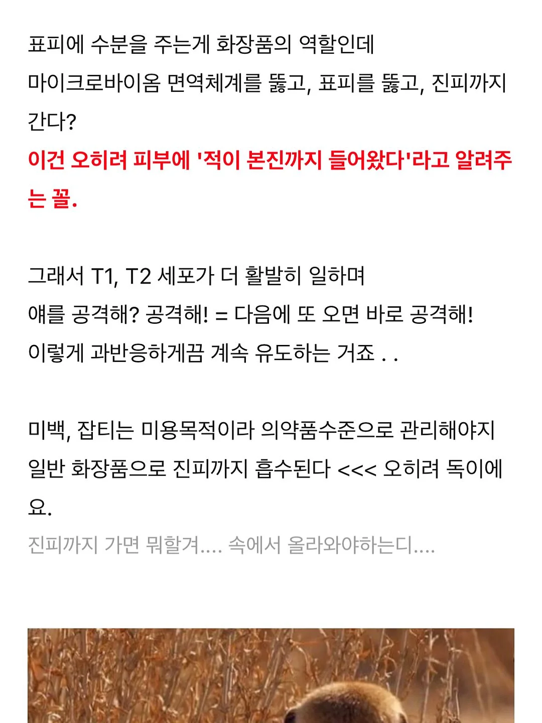 래쉬애딕트 8