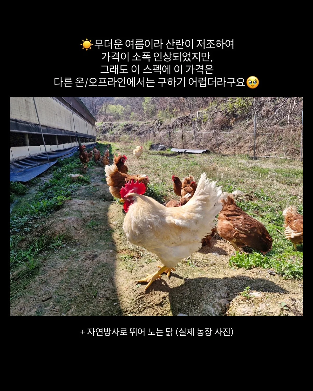스파톤 철분제 5