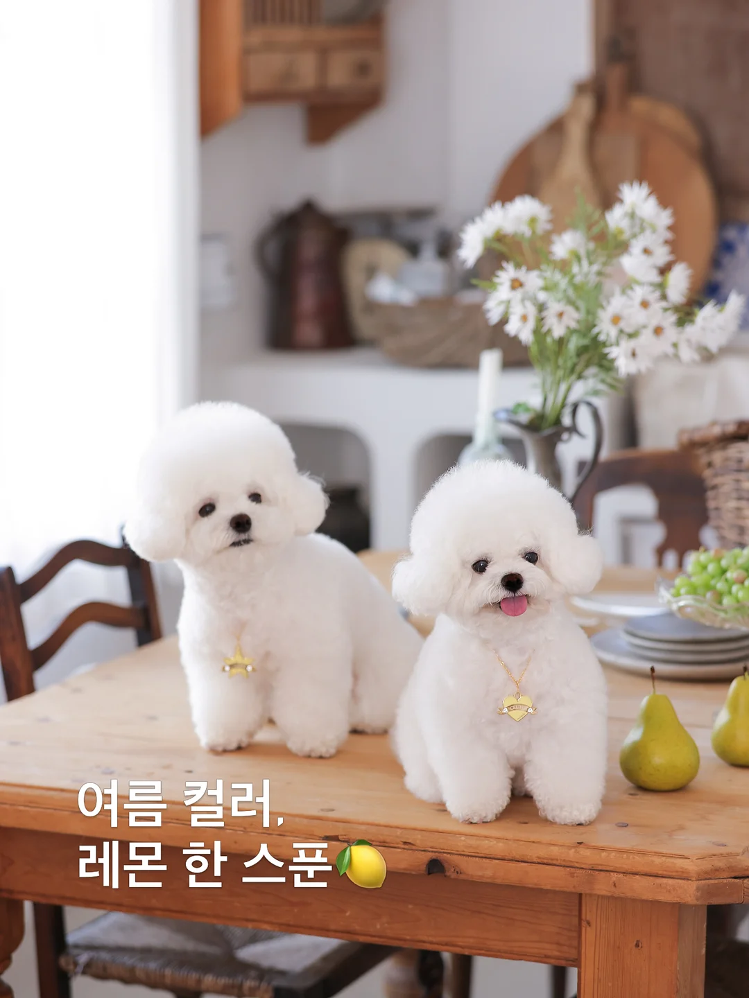 더고구마 서프티 1