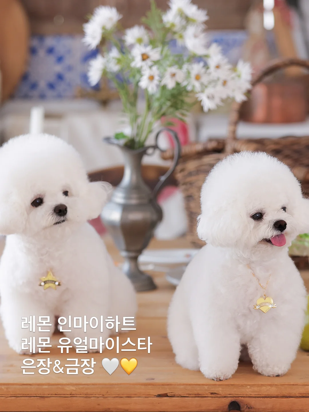 더고구마 서프티 2