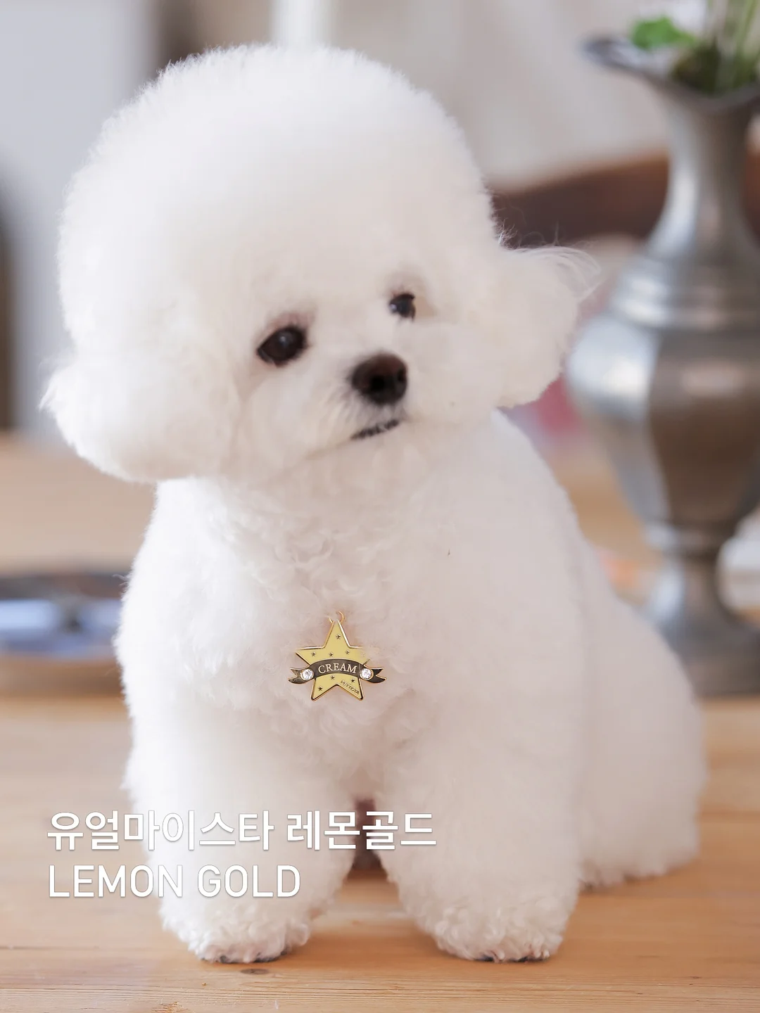 더고구마 서프티 5