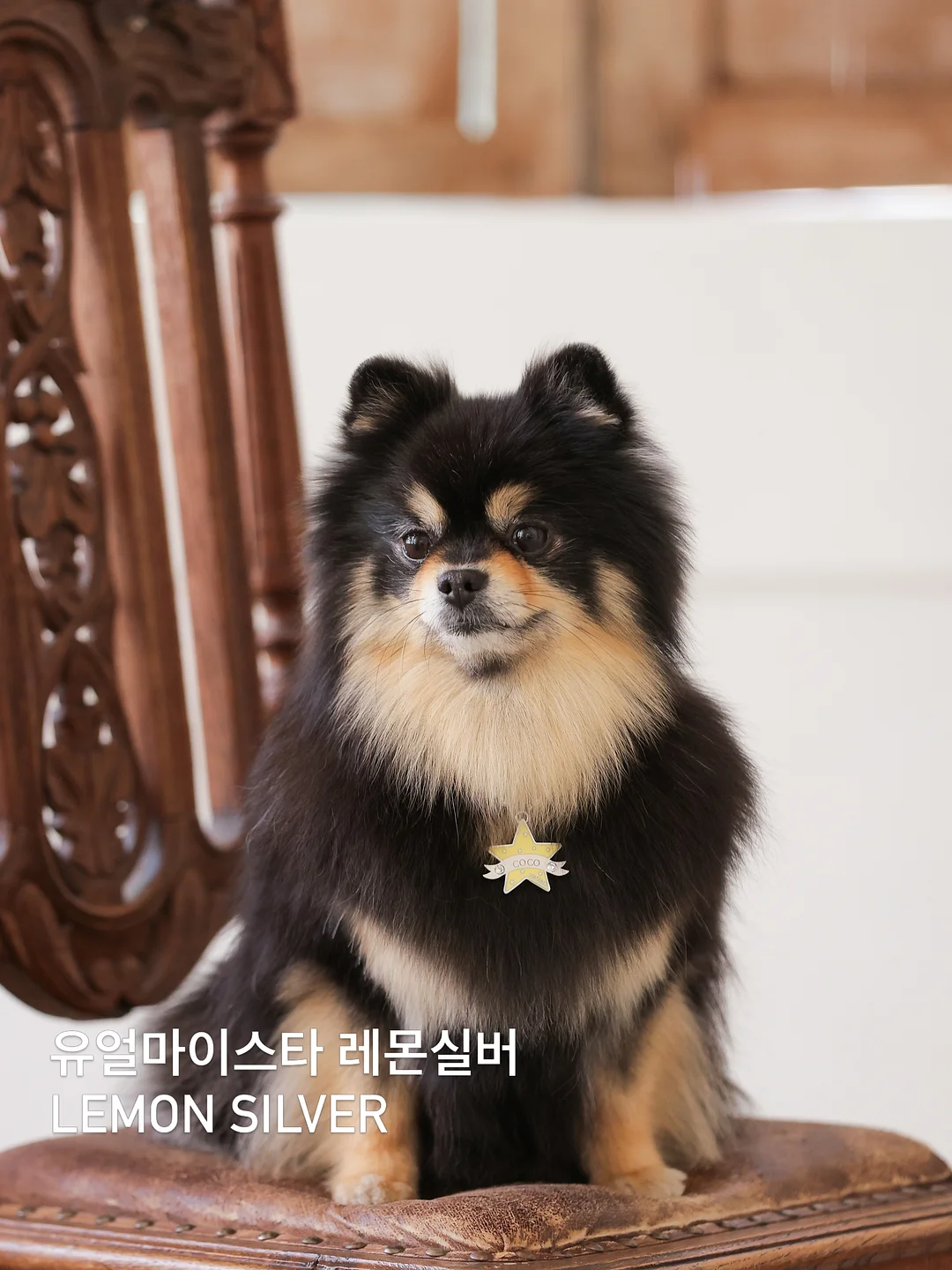 더고구마 서프티 6