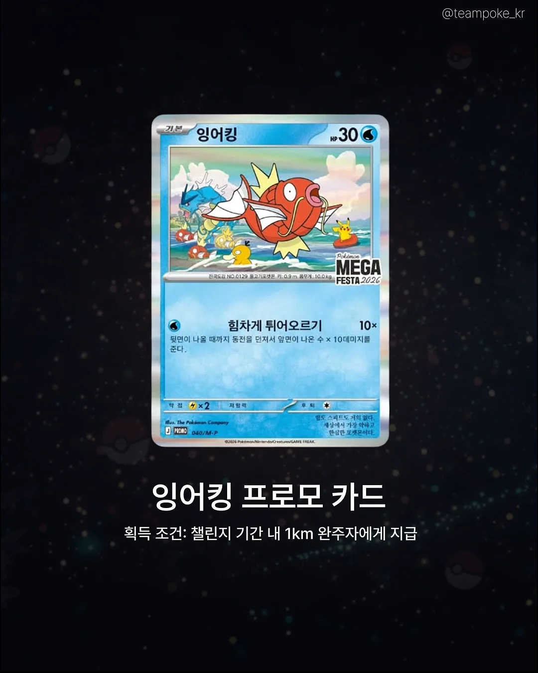 카네이션 화분 5