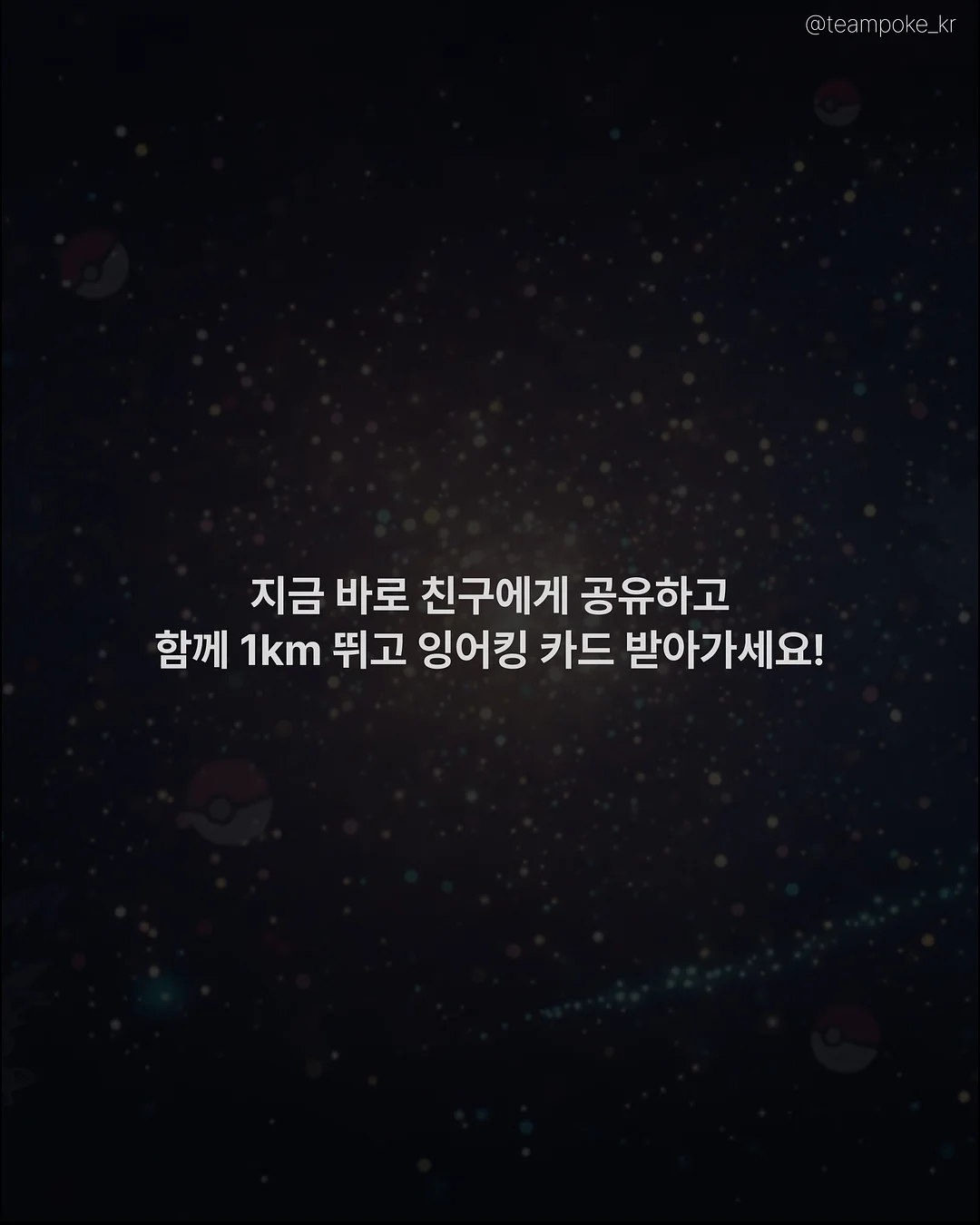 카네이션 화분 8