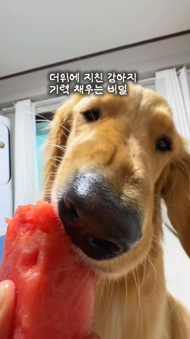 바엘 파로 광채 톤업 선크림