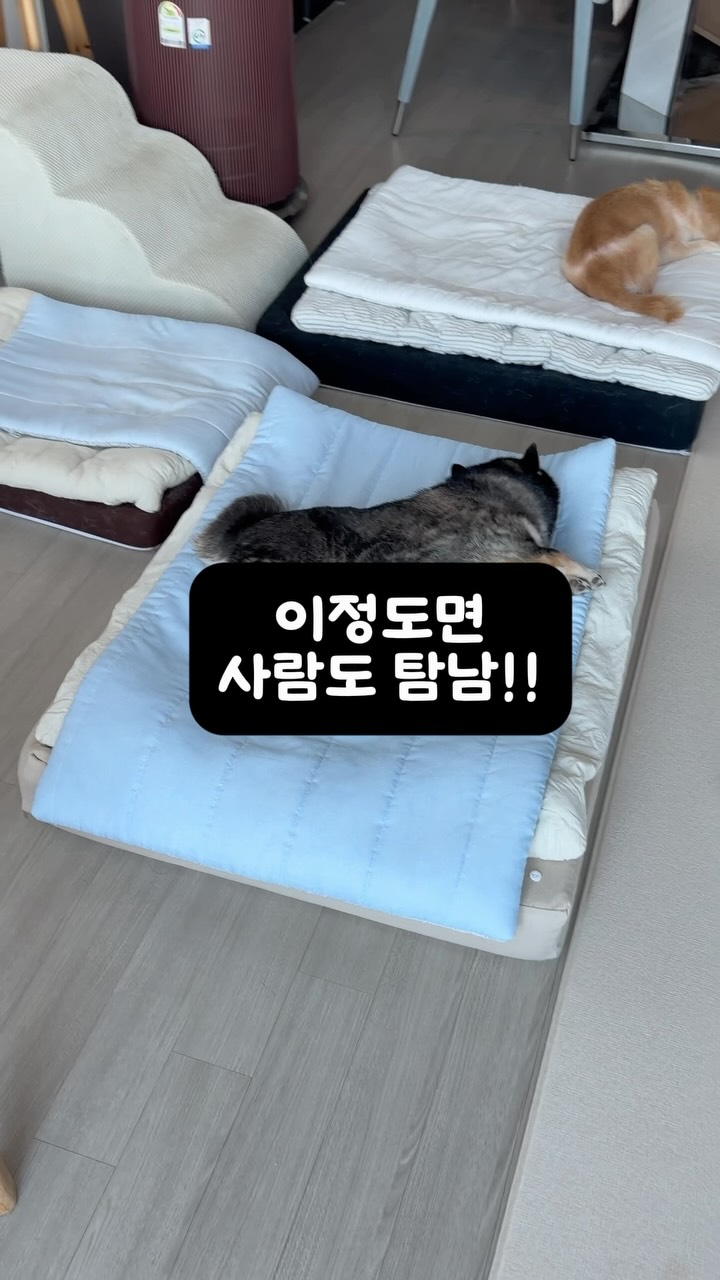 쿨 골지 플리츠 상하세트 & 원피스