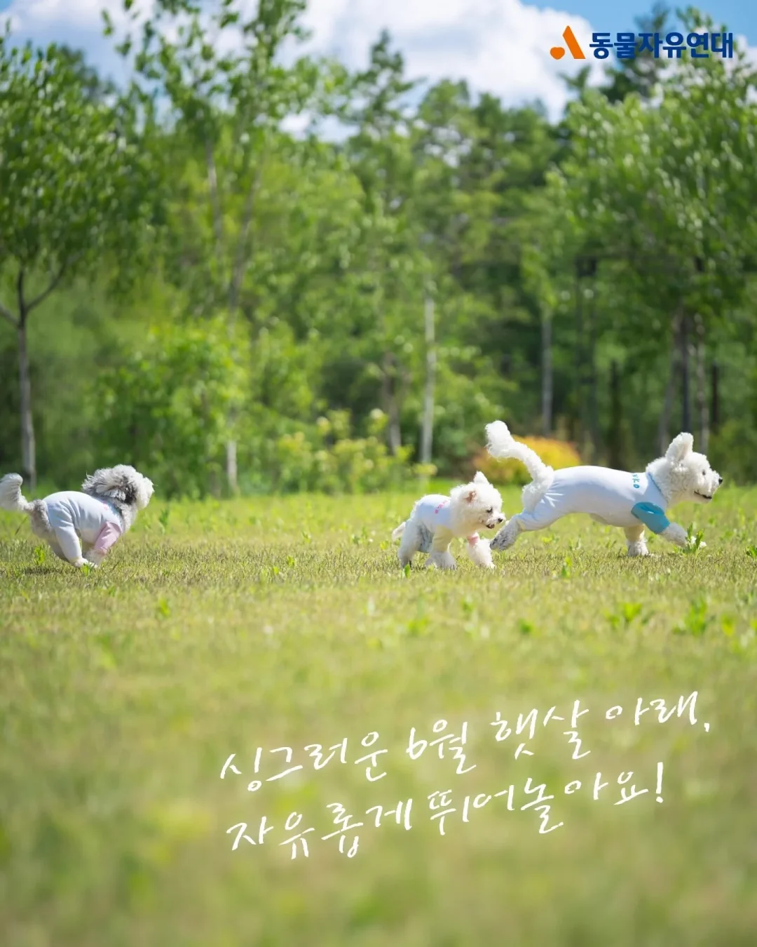 휴대용 접이식 대야 4