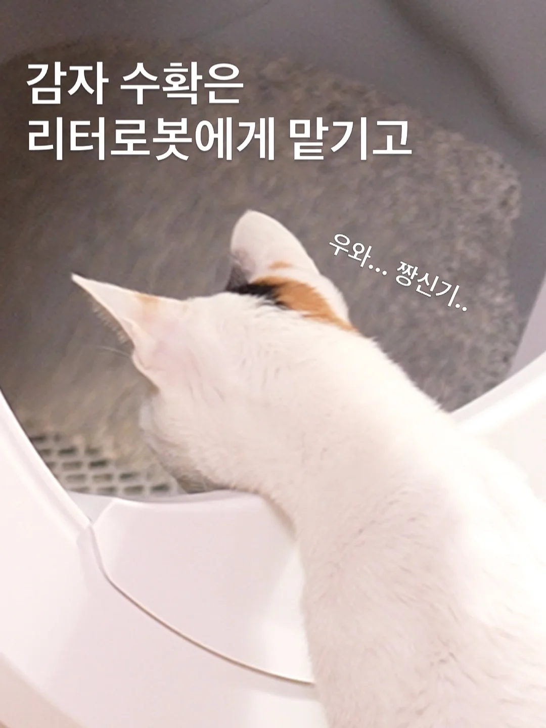호주 워홀 4