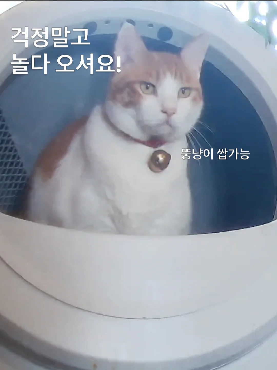 호주 워홀 5